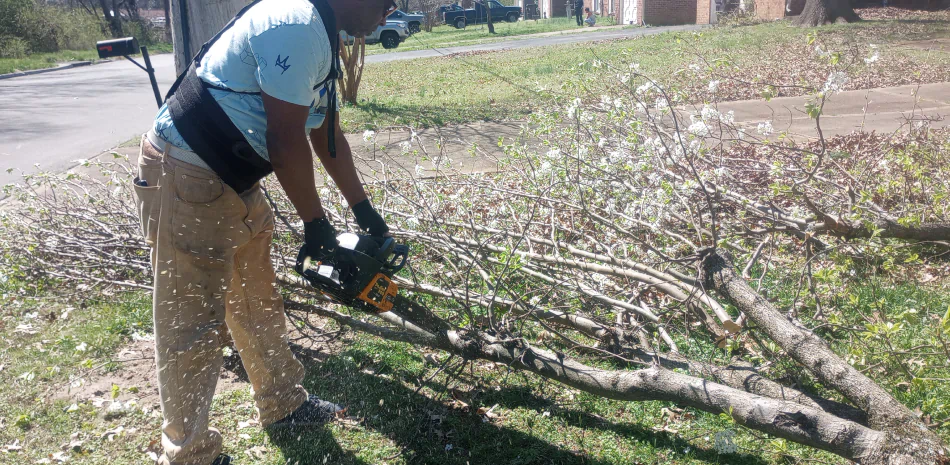 Tree Services